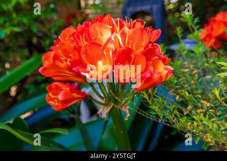 Photographie d'une fleur de Clivia orange vif en pleine floraison dans un jardin résidentiel dans les Blue Mountains en Nouvelle-Galles du Sud, Australie. Banque D'Images