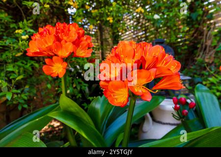 Photographie d'une fleur de Clivia orange vif en pleine floraison dans un jardin résidentiel dans les Blue Mountains en Nouvelle-Galles du Sud, Australie. Banque D'Images