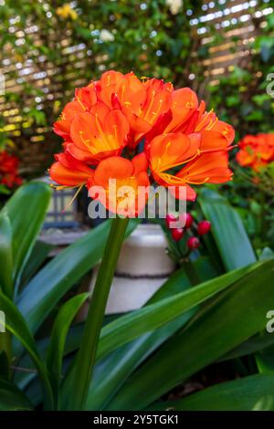 Photographie d'une fleur de Clivia orange vif en pleine floraison dans un jardin résidentiel dans les Blue Mountains en Nouvelle-Galles du Sud, Australie. Banque D'Images