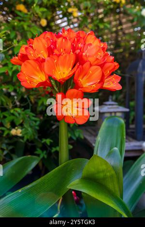 Photographie d'une fleur de Clivia orange vif en pleine floraison dans un jardin résidentiel dans les Blue Mountains en Nouvelle-Galles du Sud, Australie. Banque D'Images