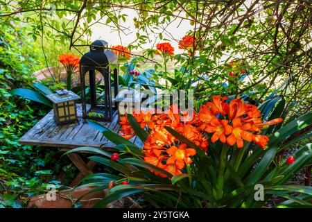 Photographie d'une fleur de Clivia orange vif en pleine floraison dans un jardin résidentiel dans les Blue Mountains en Nouvelle-Galles du Sud, Australie. Banque D'Images