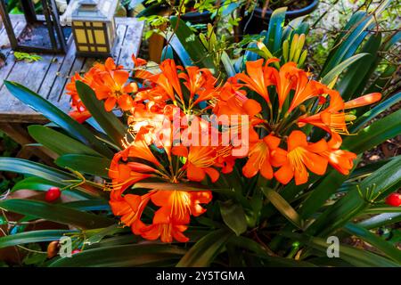 Photographie d'une fleur de Clivia orange vif en pleine floraison dans un jardin résidentiel dans les Blue Mountains en Nouvelle-Galles du Sud, Australie. Banque D'Images