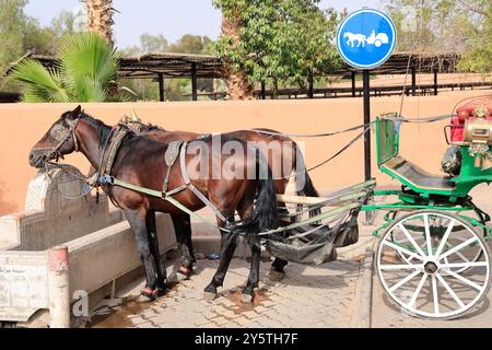 Parc Lalla Hasna à côté de la Mosquée Koutoubia à Marrakech au Moroc. Tourisme, touristes, visite. Marrakech, région de Marrakech-Safi, Maroc, North AF Banque D'Images