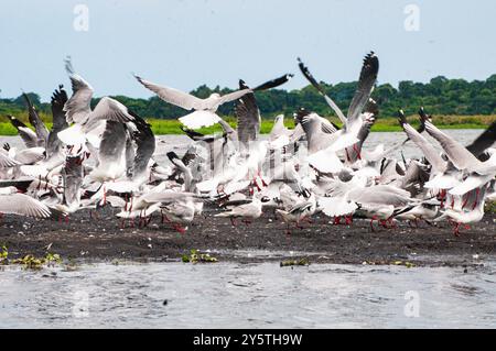 --MOINDRE MOUETTE À DOS NOIR- Larus fuscus, PML à -Lutembe Lake Victoria Ouganda Banque D'Images