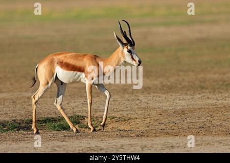 Antilope springbok (Antidorcas marsupialis) marchant dans un habitat naturel, désert du Kalahari, Afrique du Sud Banque D'Images