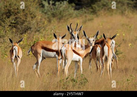 Antilopes Springbok (Antidorcas marsupialis) dans leur habitat naturel, Namibie Banque D'Images