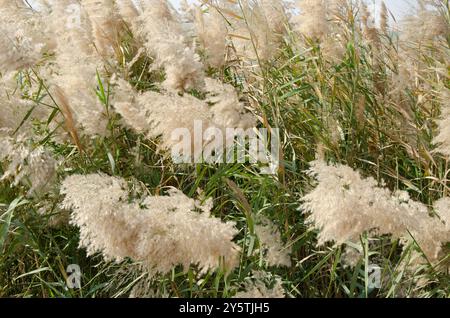 Pampas herbe avec des fleurs, bordées le long des rives de la lagune Al Laraana au Qatar Banque D'Images