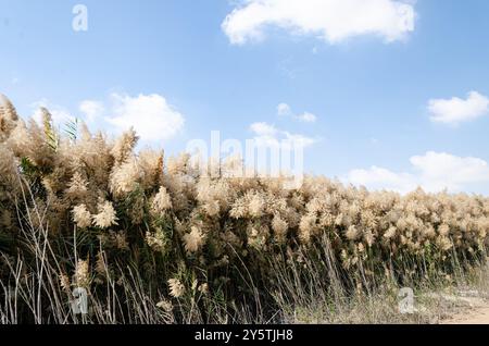 Pampas herbe avec des fleurs, bordées le long des rives de la lagune Al Laraana au Qatar Banque D'Images