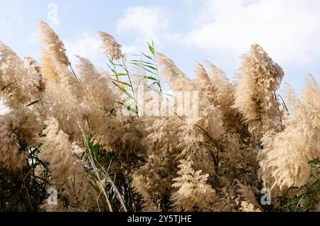 Pampas herbe avec des fleurs, bordées le long des rives de la lagune Al Laraana au Qatar Banque D'Images