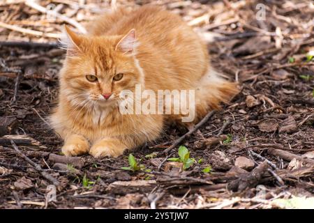 Chat jaune. Couché sur l'herbe. insatisfait. Beau fond de chat un chat. Banque D'Images