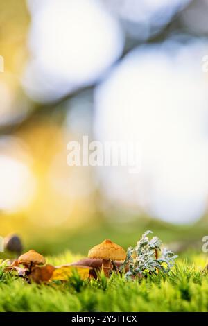 Gros plan sur un champignon dans la mousse verte Banque D'Images