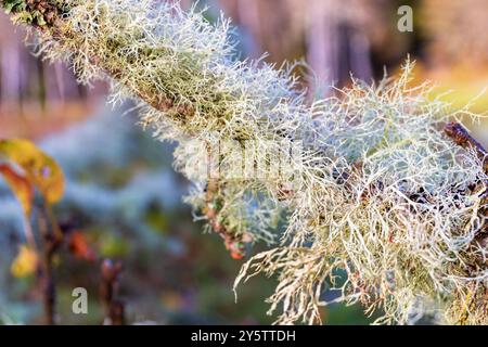Beaux lichens sur une branche d'arbre à l'automne Banque D'Images