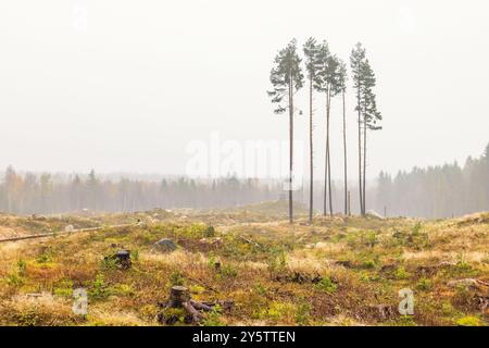 Pins sur une zone de coupe à blanc un jour d'automne brumeux Banque D'Images