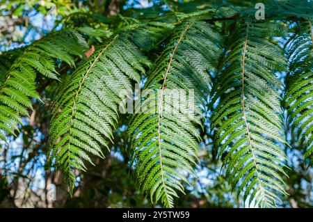 Fougère Cooper's Tree, Cyathea cooperi, Booderee Botanic Gardens, Nouvelle-Galles du Sud, Australie Banque D'Images