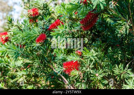 Red Bottlebrush, Callistemon viminalis, Booderee Botanic Gardens, Nouvelle-Galles du Sud, Australie Banque D'Images