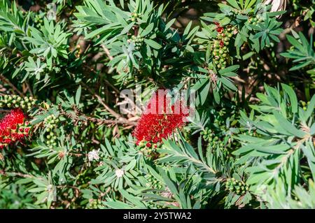 Red Bottlebrush, Callistemon viminalis, Booderee Botanic Gardens, Nouvelle-Galles du Sud, Australie Banque D'Images