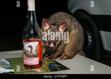 Possum commun en queue de brousse, Trichosurus vulpecula, la nuit sur une table de camping, Booderee National Park, Nouvelle-Galles du Sud, Australie Banque D'Images
