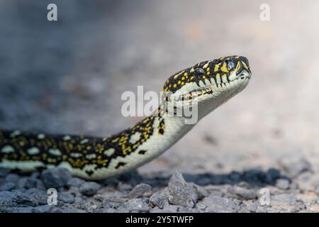 Python diamant australien, Morelia spilota spilota, jardins botaniques Booderee, Nouvelle-Galles du Sud, Australie Banque D'Images