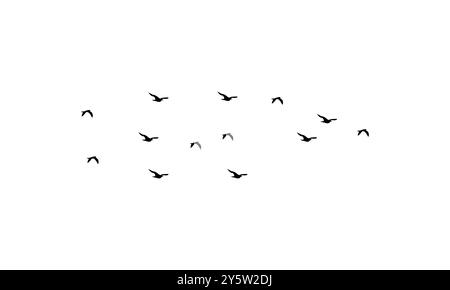 Collection d'illustrations vectorielles d'oiseaux volants. Illustration de Vecteur