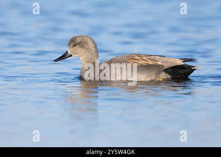 Gadwall (Mareca strepera), vue latérale d'un adulte mâle nageant, Latium, Italie Banque D'Images