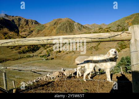 Troupeau de moutons et de berger, Corrau d Unha, Unhòla, vallée d'Aran, Lleida, massif pyrénéen, en Catalogne , Espagne, Europe Banque D'Images