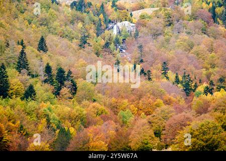 Forêt décidue mixte, Molières valley, Aran , du massif pyrénéen, Lleida, Catalogne, Espagne, Europe Banque D'Images