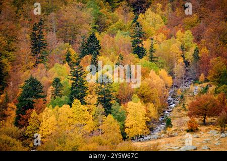 Forêt décidue mixte, Molières valley, Aran , du massif pyrénéen, Lleida, Catalogne, Espagne, Europe Banque D'Images