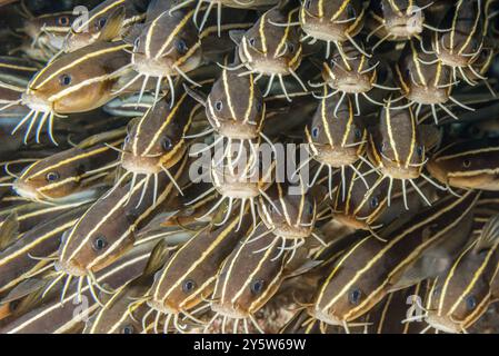 Gros plan d'une école dense de poissons-chats juvéniles rayés Banque D'Images