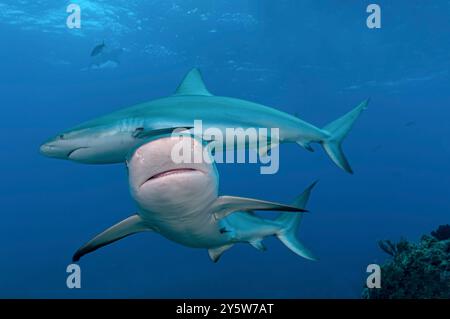 Deux requins de récif des Caraïbes en formation proche de la caméra en posture dynamique Banque D'Images