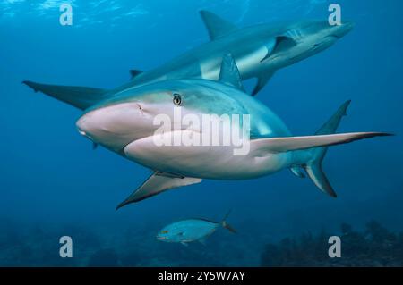 NhvTwo requins de récif des Caraïbes en formation proche de la caméra en posture dynamique Banque D'Images