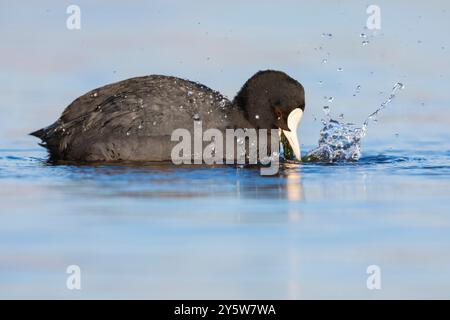 Coot eurasien (Fulica atra), vue latérale d'un adulte se nourrissant de plantes aquatiques, Latium, Italie Banque D'Images