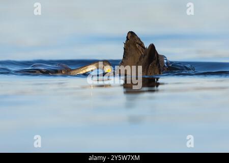 Eurasian Coot (Fulica atra), adulte plongée dans l'eau, Latium, Italie Banque D'Images