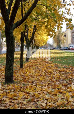 Allée des érables jaunes en automne. Feuilles tombantes et saisons dans la rue de la ville. Banque D'Images
