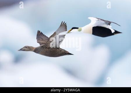 Eider à duvet (Somateria mollissima), vue latérale d'une paire en vol, région sud, Islande Banque D'Images