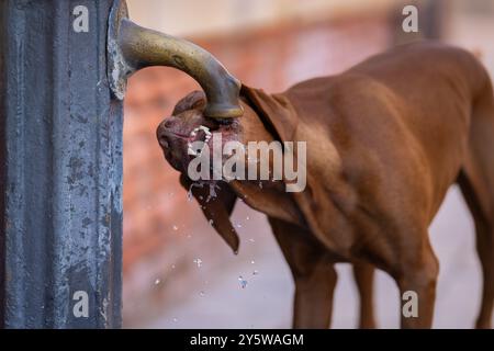 Le chien de chasse Vizsla boit de l'eau du puits dans la rue. Un vieux Vizsla également connu sous le nom de Vizsla hongrois, Magyar Vizsla ou chien pointeur hongrois Banque D'Images