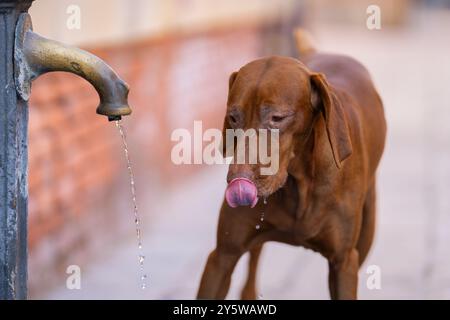 Le chien de chasse Vizsla boit de l'eau du puits dans la rue. Un vieux Vizsla également connu sous le nom de Vizsla hongrois, Magyar Vizsla ou chien pointeur hongrois Banque D'Images