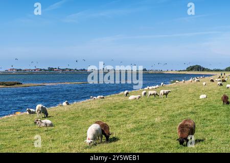 Moutons sur une digue sur l'île allemande de la mer baltique Fehmarn. En arrière-plan beaucoup de cerf-volant et de planchistes à voile. Banque D'Images