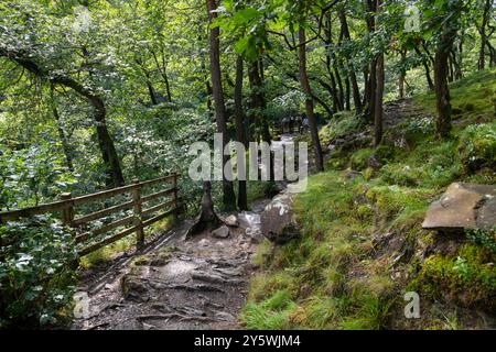 Une section des cascades d'Ingleton Walk où la rivière Doe traverse les bois dans cet endroit dans les Yorkshire Dales. Banque D'Images