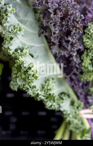 Gros plan de feuilles de chou frisé vertes et violettes sur un marché de fermiers Banque D'Images