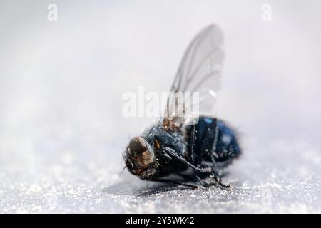 Cadavre mort de mouche domestique (musca domestica), détail à fort grossissement Banque D'Images