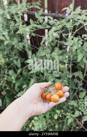Personne tenant des tomates cerises fraîchement cueillies dans un jardin Banque D'Images