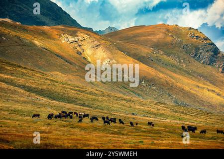 Un troupeau de vaches qui paissent sur un pâturage de montagne d'automne au col de Nivolet dans la vallée d'Aoste, en Italie. Banque D'Images