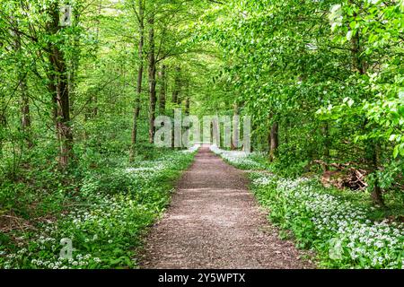 Fleurs d'ail sauvages blanches et parfumées dans la forêt Banque D'Images