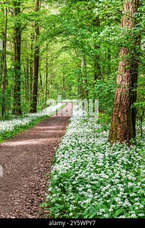Fleurs d'ail sauvages blanches et parfumées dans la forêt, verticales Banque D'Images