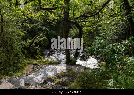 Une section des cascades d'Ingleton Walk où la rivière Doe traverse les bois dans cet endroit dans les Yorkshire Dales. Banque D'Images