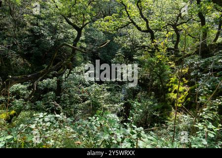 Une section des cascades d'Ingleton Walk où la rivière Doe traverse les bois dans cet endroit dans les Yorkshire Dales. Banque D'Images