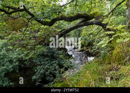 Une section des cascades d'Ingleton Walk où la rivière Doe traverse les bois dans cet endroit dans les Yorkshire Dales. Banque D'Images