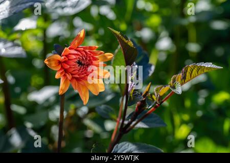 David Howard Dahlia. Superbe variété de dahlia orange éclatante avec feuillage foncé. Banque D'Images