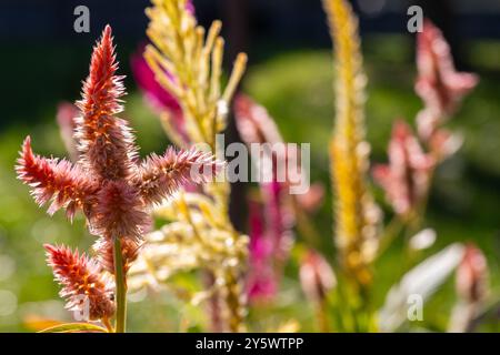 Quelques coeliosies au stade de la production de graines. Fleurs de Celosia. Banque D'Images