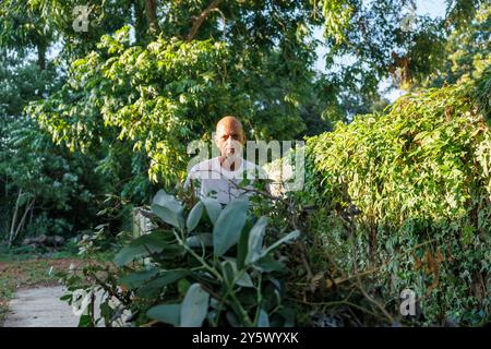 Homme déplaçant une brouette pleine de déchets de jardin au milieu d'un feuillage vert luxuriant par une journée ensoleillée, Floride, États-Unis Banque D'Images